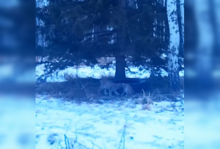 В заказнике «Арга» котята рыси попали на видео