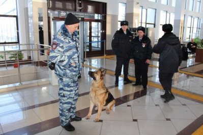 СЕКРЕТЫ ЧЕТВЕРОНОГИХ ПОЛИЦЕЙСКИХ